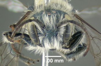 Media type: image;   Entomology 610958 Aspect: head frontal view
